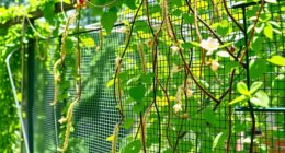 top climbing plant garden nets