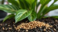 top gnat control granules