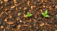 top organic garden soil options