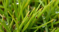 turf stress and pest identification