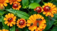 useful insects for gardeners