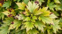 variegation loss sunburn