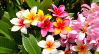 variety of plumeria characteristics