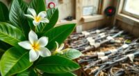winterize plumeria properly