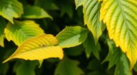 yellowing laurel leaves fix