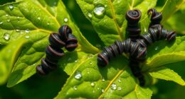 apple and pear leafrollers