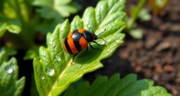backyard colorado potato beetles