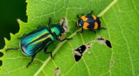 beetle leaf feeding comparison