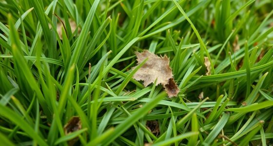billbug damage in lawns