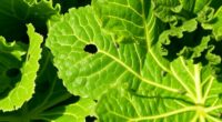 cabbage and kale pests