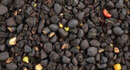 compost fully decomposed and ready