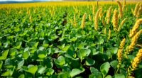 cover crops for soil fertility