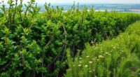 hedgerows for wildlife protection