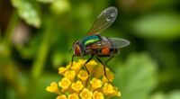 hoverflies pollinators and predators