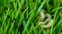 identifying lawn pest differences