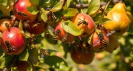 late season orchard wasps