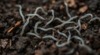 nematodes target soil pests