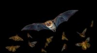 nocturnal flying creatures