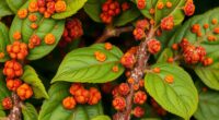 ornamental plant rust diseases