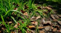 reduce yard tick habitats