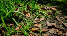 reduce yard tick habitats