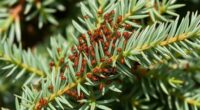 spider mite infestation on conifers