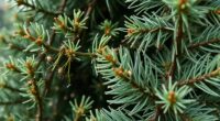 spider mites prefer spruce