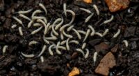 springtail pests in soil