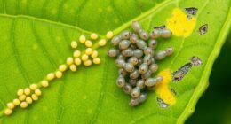squash bug life stages