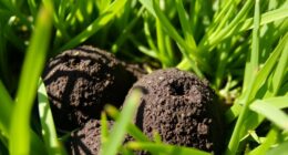 timing for ant control