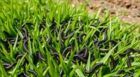 turf armyworm pest control