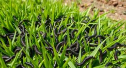 turf armyworm pest control