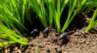 warm season turf mole activity