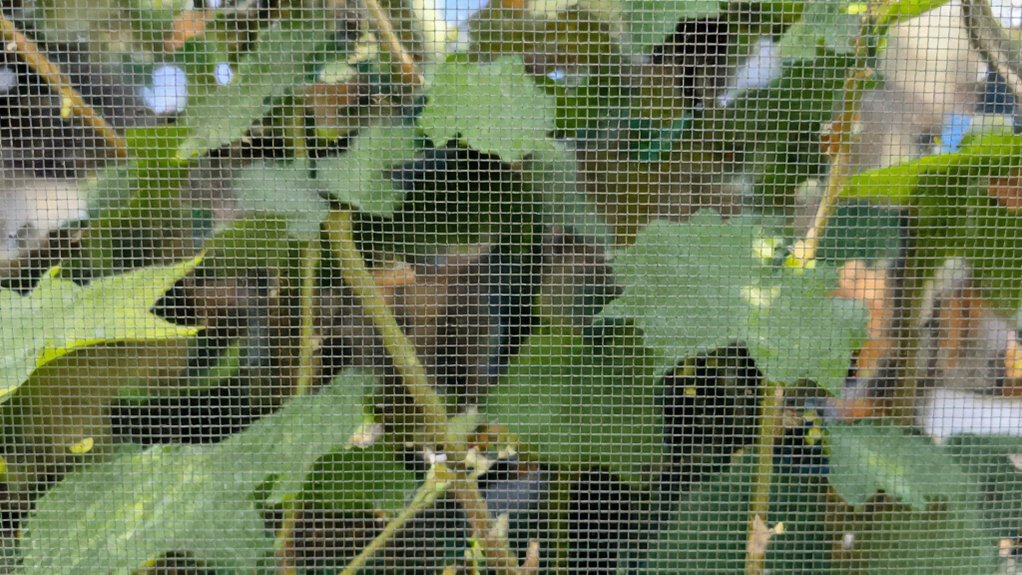 choosing effective pest mesh