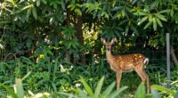 effective deer deterrent fencing