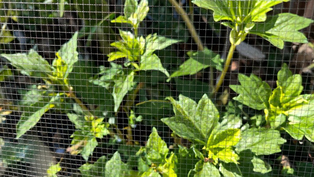 expert advice on mesh selection