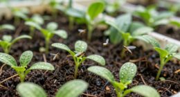 greenhouse fungus gnat control