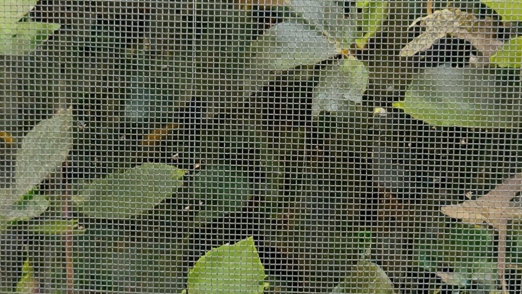 inspect clean replace mesh