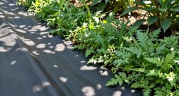 landscape fabric benefits and drawbacks