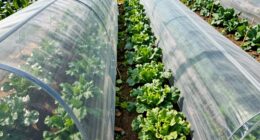 pest control tunnels vs covers