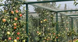 protective fruit tree frames