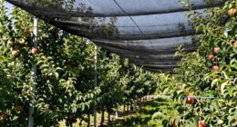top bird netting systems