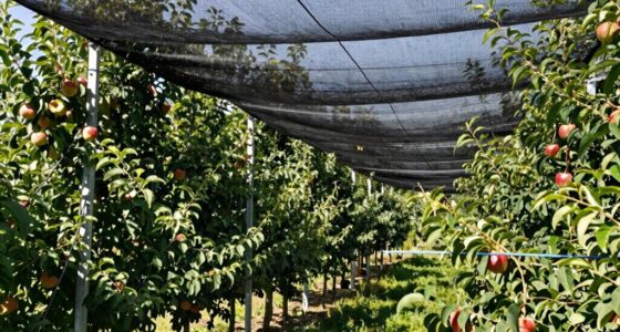 top bird netting systems