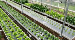 top capillary mat systems