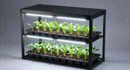 top seed starting racks