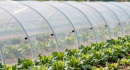 use row covers for ventilation