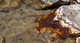 water issues mimicking plant diseases