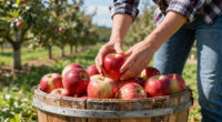 10 Best Orchard Bins for Apple Harvest in 2026
