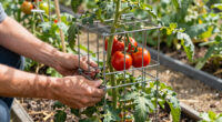11 Best Heavy Duty Plant Cages for Tomatoes in 2026