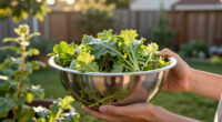 11 Best Salad Spinner Commercial Size for Garden Greens in 2026